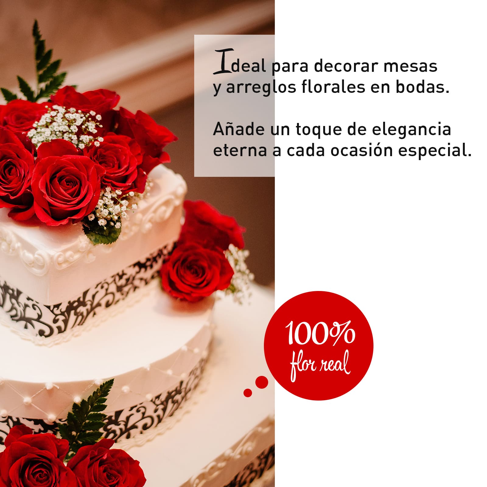 Rosa Preservada de Botón Kiara Rojo Sangre - Imagen 3