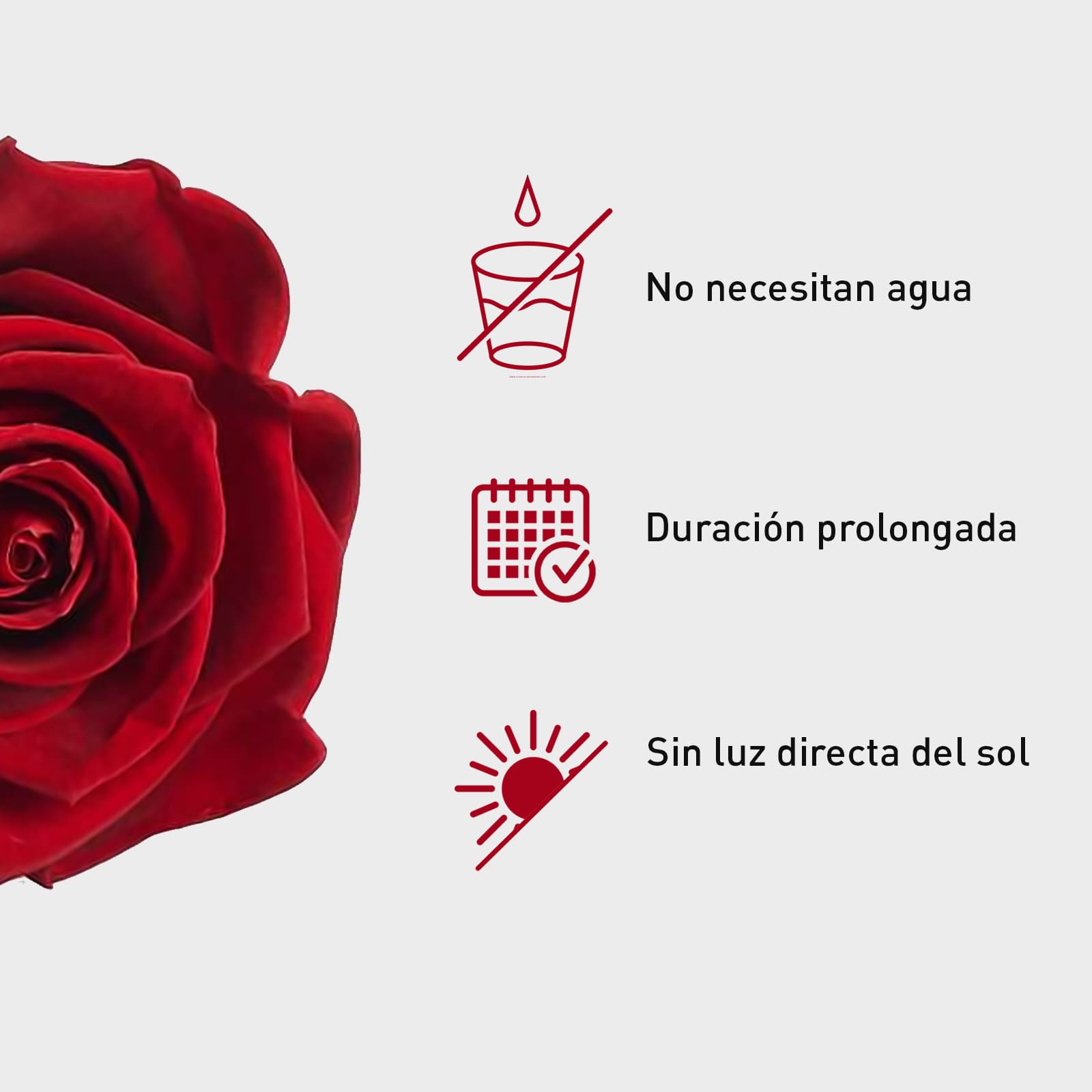 Rosa Preservada de Botón Kiara Rojo Sangre - Imagen 4