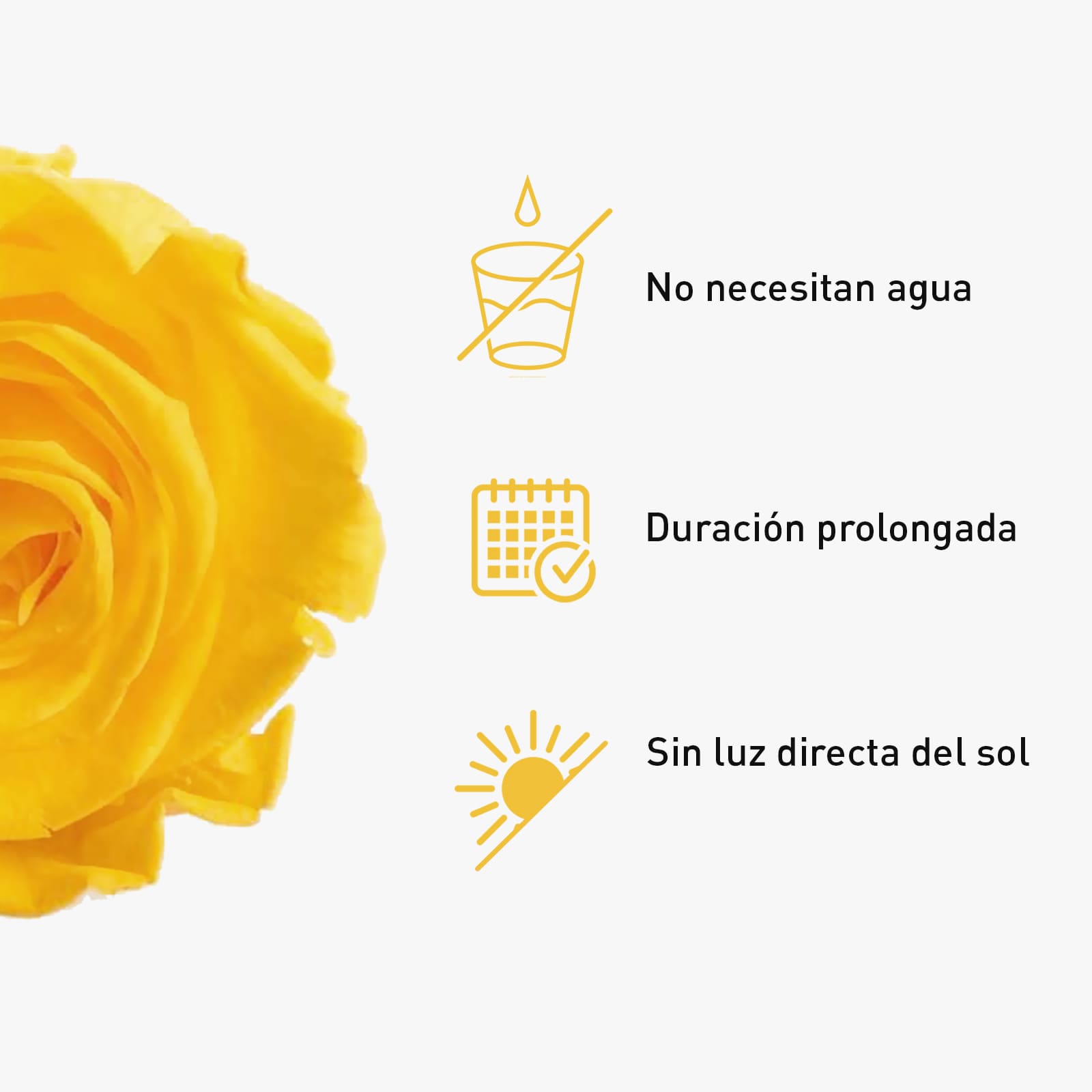 Rosa Preservada de Botón Kiara Amarillo - Imagen 4