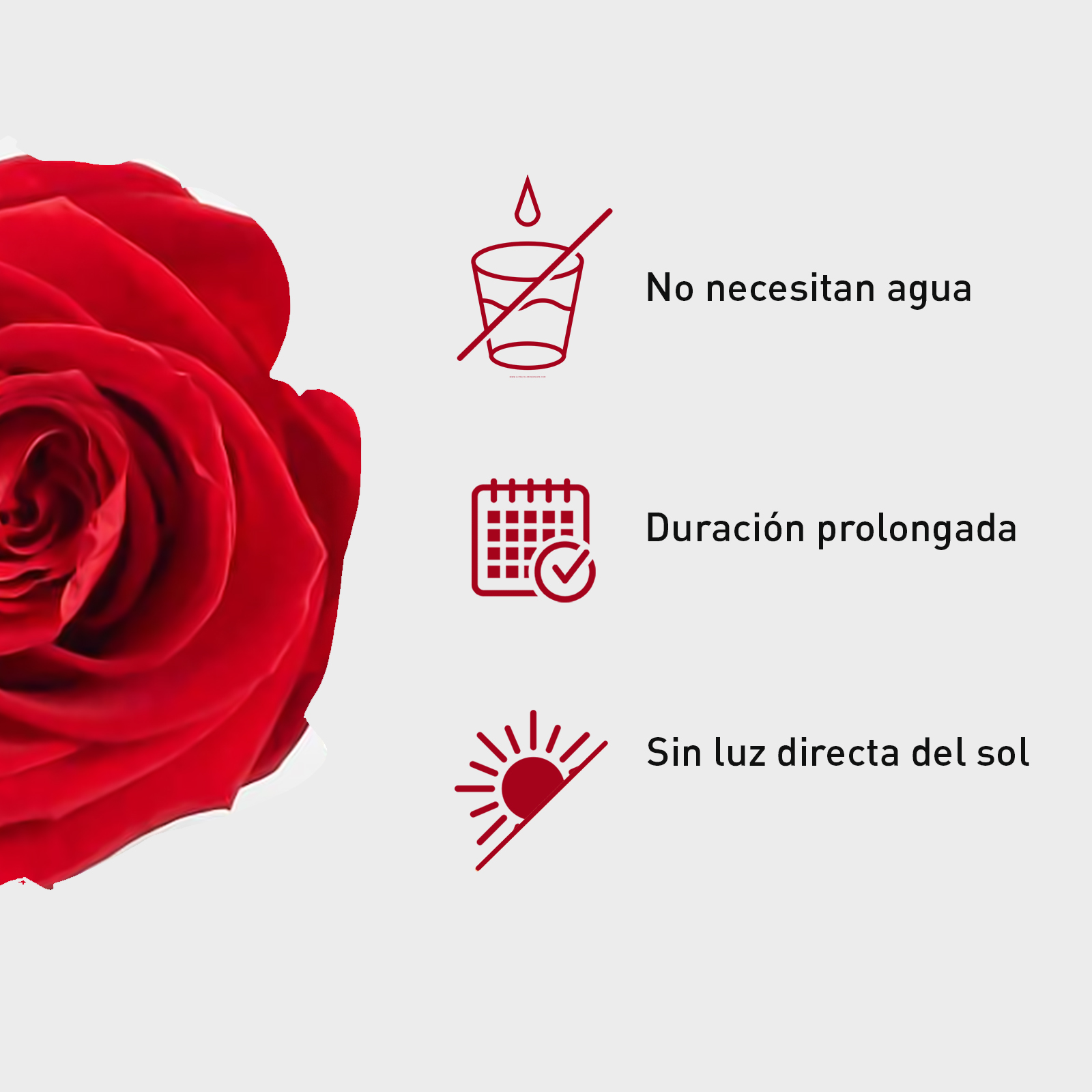 Rosa Preservada de Botón Kiara Rojo - Imagen 4