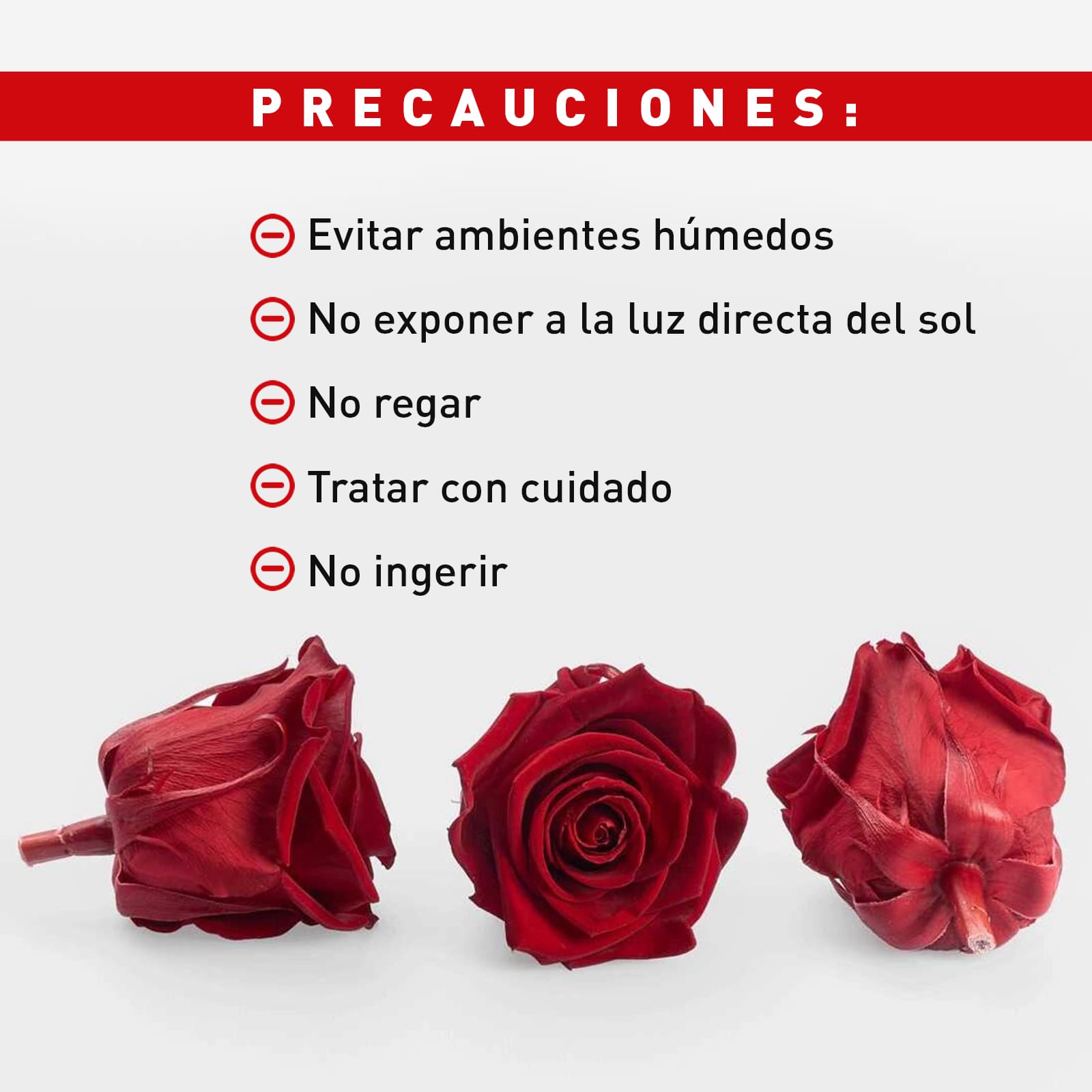 Rosa Preservada de Botón Kiara Rojo Sangre - Imagen 5