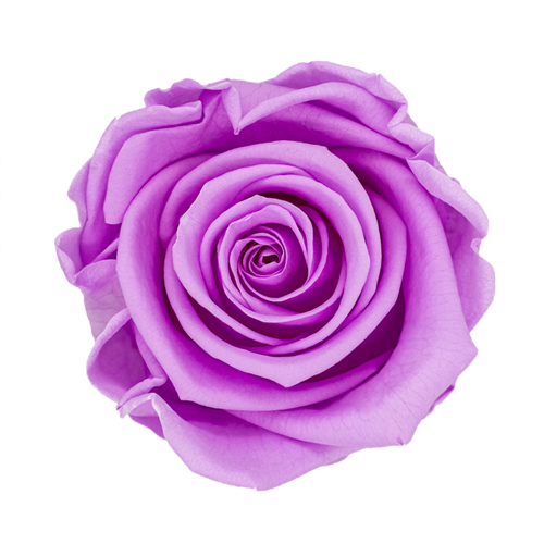 Rosa Preservada de Botón Kiara Púrpura - Imagen 2
