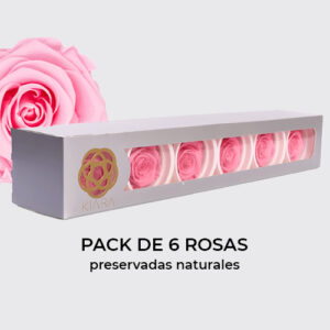 Rosa Preservada de Botón Kiara Rosa