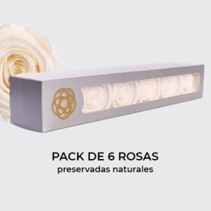 Rosa Preservada de Botón Kiara Blanco