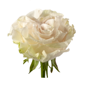 Rosa Cotton X-Pression Extra blanca – 60 cm | Ecuador