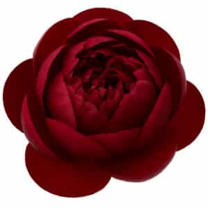Peonia charm chile