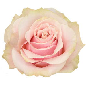Rosa Pink Mondial Extra 60 cm