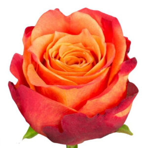 Rosa Atomic bicolor – 50 cm | Ecuador