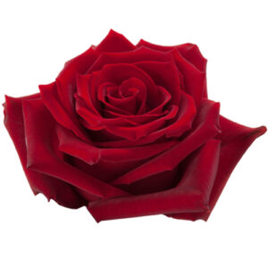Rosa Explorer Extra roja – 50 cm | Finca Eduflor, Ecuador