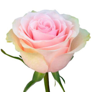 Rosa Frutteto Extra rosa claro/crema – 60 cm | Ecuador