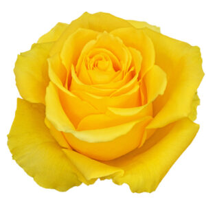Rosa Giselle amarillo – 50 cm | Colombia
