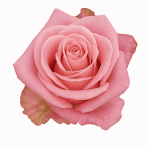 Rosa Hermosa