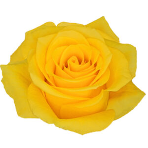 Rosa Momentum Extra – 50 cm