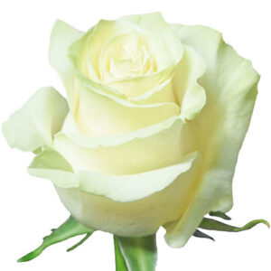 Rosa Mondial Extra 60 cm