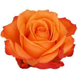 Rosa Orange Crush Extra 50 cm