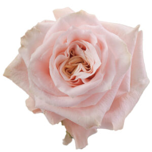 Rosa Shimmer Extra 60 cm