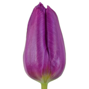Tulipán Purple Prince