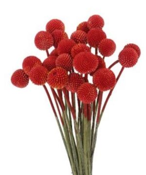 Craspedia Roja