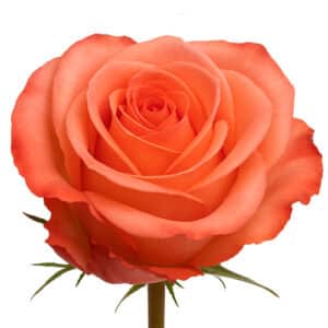 ROSA IMAGINATION