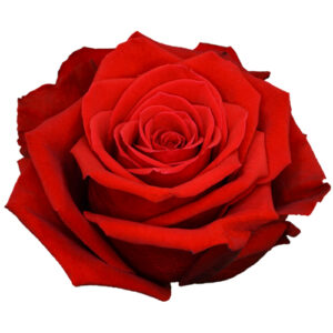 Rosa Freedom Extra roja – 50 cm, Colombia