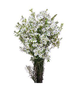 Flor de Cera Blanca