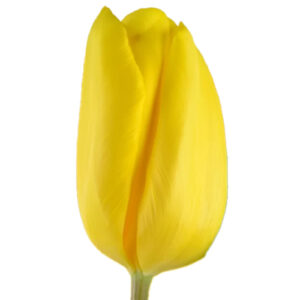 Tulipán Strong Gold