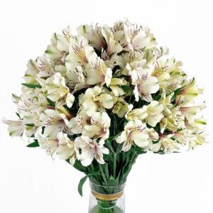 Alstroemeria Plazoletta Blanca