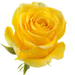 Rosa Brighton Extra