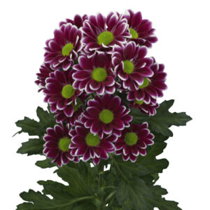 Crisantemo Amethyst Dark