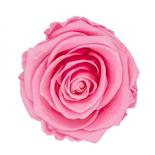 Rosa preservada de botón Kiara Baby Pink – Rosa Bebé - Imagen 2
