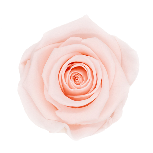 Rosa preservada de botón Kiara Pink Blush – Rosa Rubor - Imagen 2