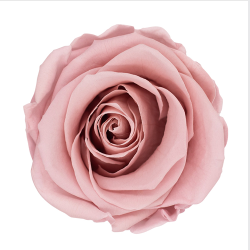 Rosa preservada de botón Kiara Dusty Rose - Imagen 2