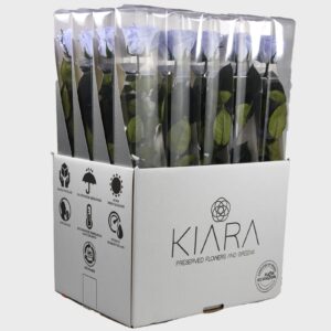 20× Rosa preservada Kiara Cool Lavander – 55 cm