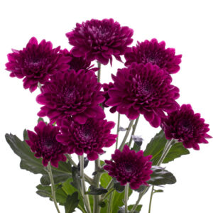 Crisantemo Euro Andrea Purple