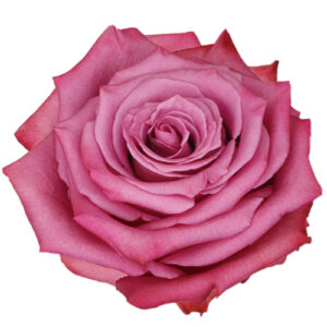 Rosa Kendal Extra