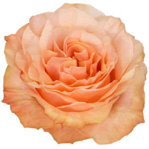 Rosa Princess Crown