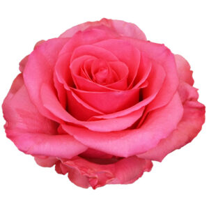 Rosa Tabatha