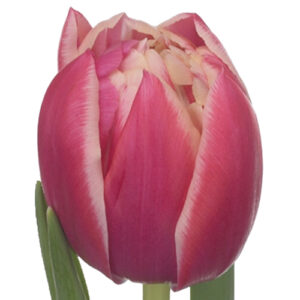 Tulipan Colombus Rosa Blanco