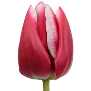 Tulipán Debutante