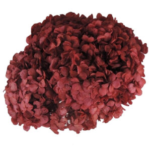 Hortensia Premium Burdeos