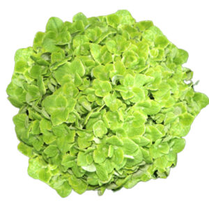 Hortensia Select Verde