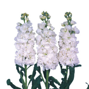 Mathiola Blanca Nacional