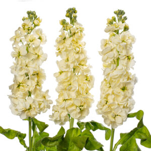 Matthiola Crema Nacional