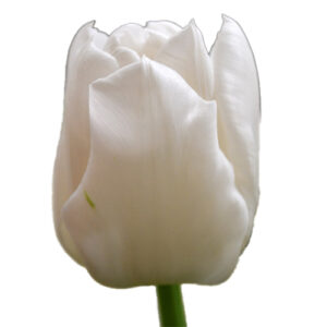 Tulipan Mondial Blanco