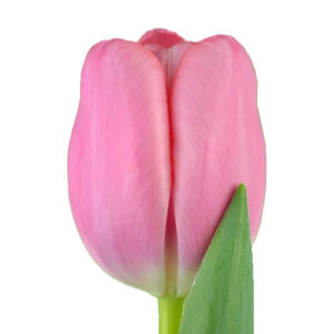 Tulipán Tresor Rosa