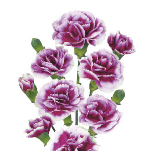 Clavel mini Morado Blanco España