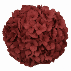 Hortensia Junbo Burdeos