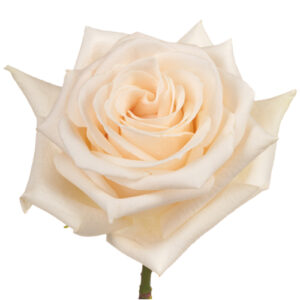 Rosa Soul Extra