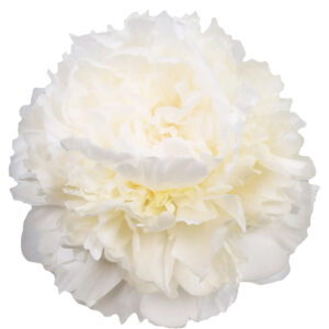 Peonia Moon Over