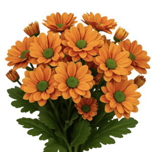 Crisantemo Bacardi Spring Orange